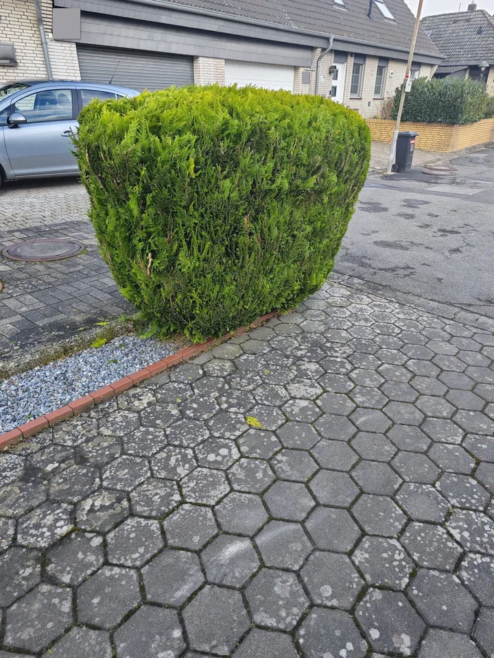 Gleichmäßig geformte Hecke nach dem Zierschnitt