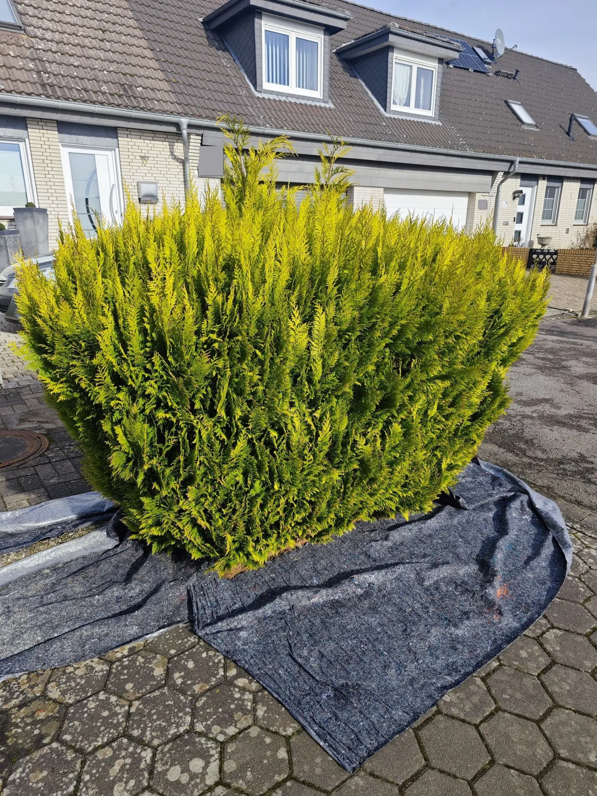 Hoch und ungleichmäßig gewachsene Hecke vor dem Zierschnitt